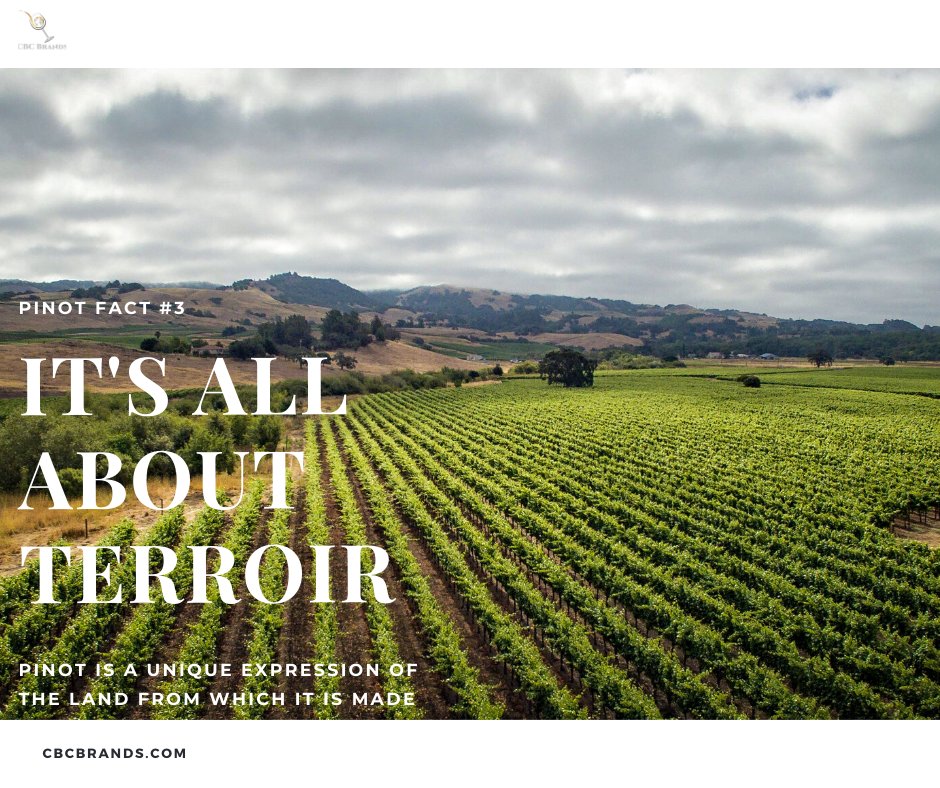 cbc_brands's tweet photo. It's day #3 of Pinot Noir facts! 

With Pinot Noir, it's all about terroir. Minor variations in the soil, sun exposure, or the microclimate create distinct wines. This makes each Pinot a unique expression of the land from which its grapes were grown.  

https://t.co/gMglVQM1L2 https://t.co/b7UuH9061e