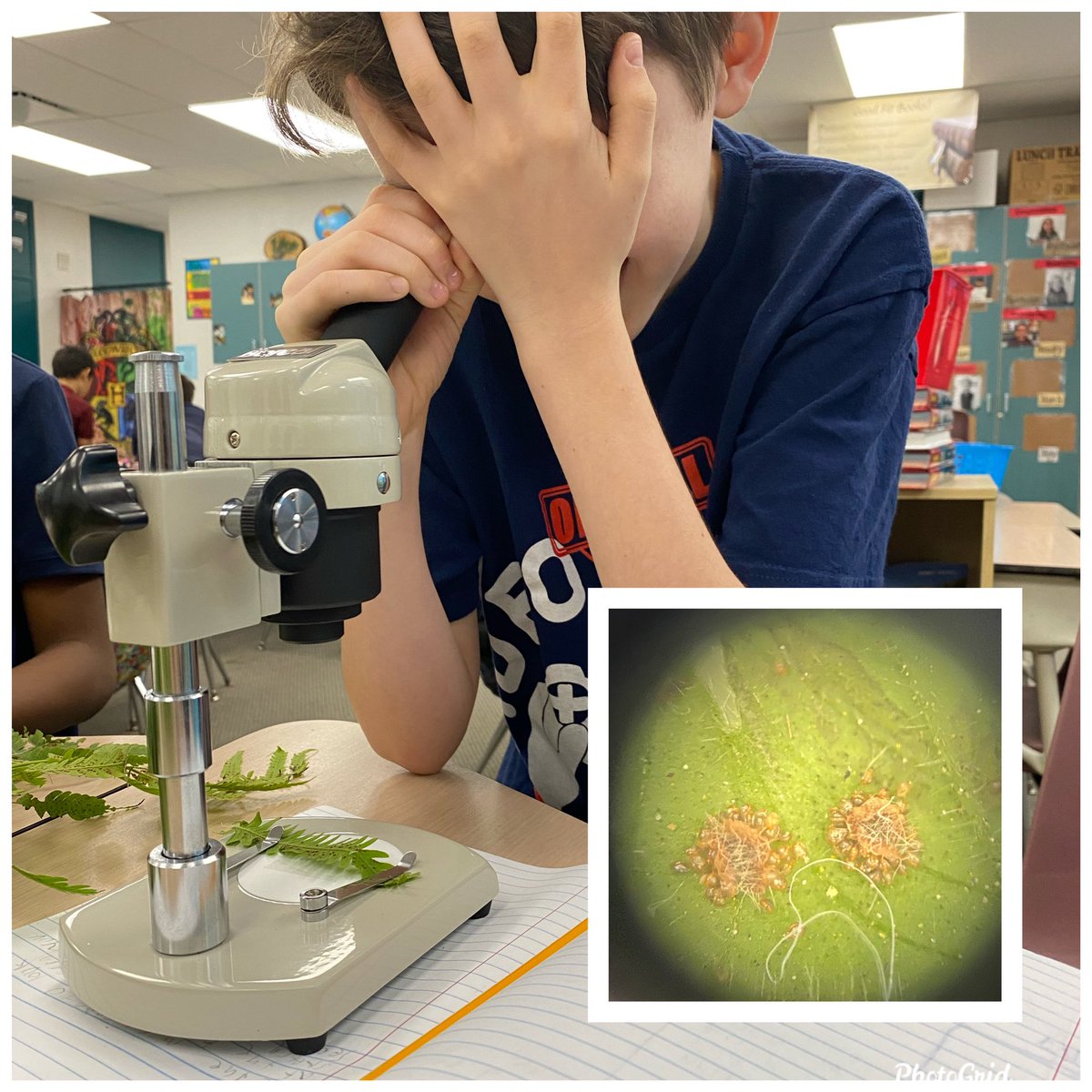 mrs_a_good's tweet photo. Not only did we use our awesome microscope today but we defined flowering & nonflowering plants. #sciencelivesmatter #scienceandtechnology #HCPS @WeAreHAEST https://t.co/yQsAmDdvIe