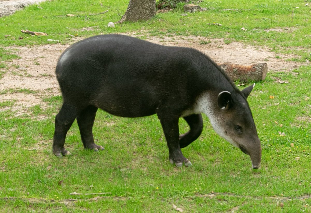 Houston Zoo on Twitter: Houston Zoo on Twitter: