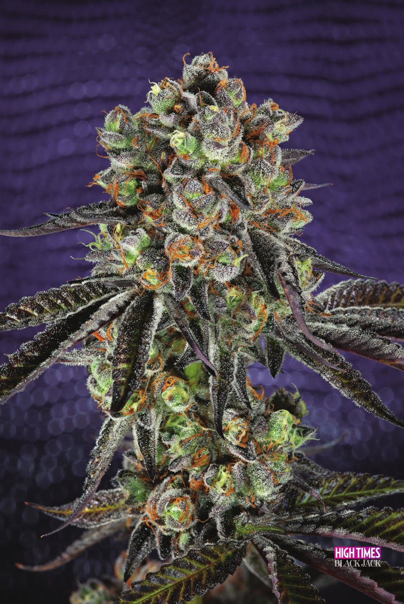 HIGH_TIMES_Mag's tweet photo. Black Jack, baby. 🎲♠️ A Sativa-dominant hybrid that produces large dense flowers with big calyxes covered in crystals. (Black Domina x Jack Herer). #HighTimesMagazine #CannabisPhotography https://t.co/Dpx6QH1rOo