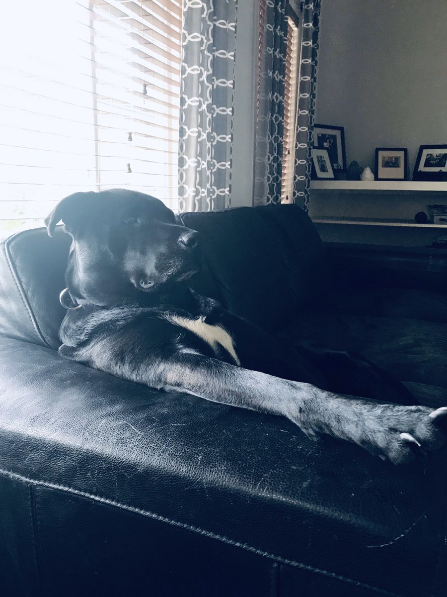 Lisaatdottified's tweet photo. #ted #mrhandsome #goodlookingsonofabitch #scotch #rye #cigarplease #dogsofyyc #yyc #DogsofTwittter https://t.co/Vu0hXvkFNF