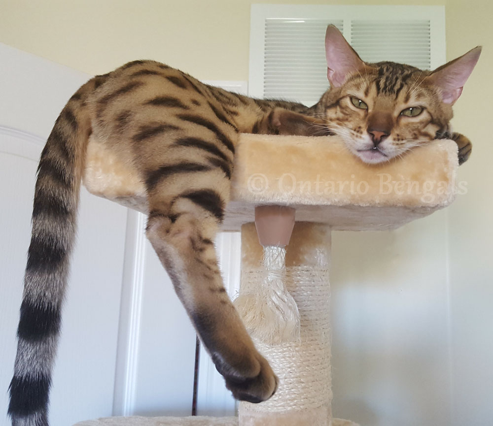 ontariobengals's tweet photo. Retired Adult Bengal Available - https://t.co/j5G52j5vcA
4 year-old Shinobi is looking for his forever home!  Please contact us if you are interested! https://t.co/lkJ1TwxdrH