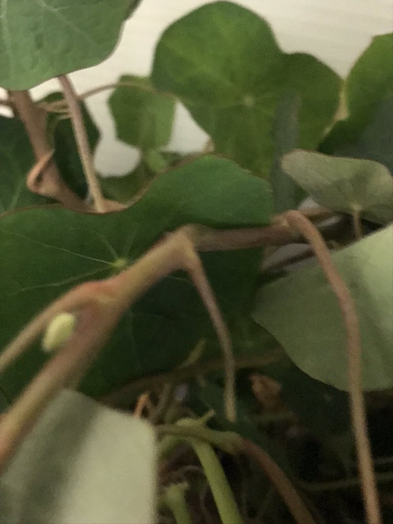 killianfc's tweet photo. @killianfc @FairchdChallnge @GrowBeyondEarth Nasturtiums begin to bloom after reducing blue wavelength ! https://t.co/jYokMKGVtC