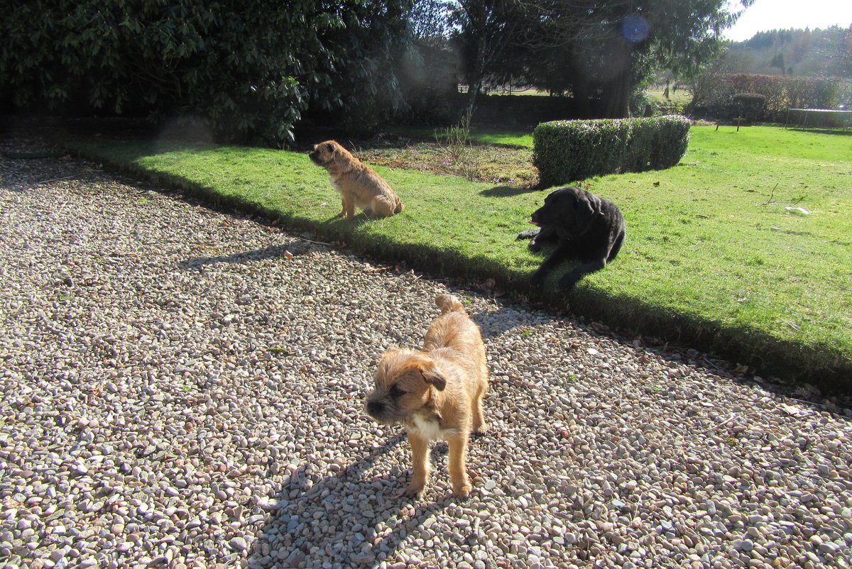 fleurrbie's tweet photo. If Carlsberg made dogs.... ❤️❤️❤️#BorderTerrier #btposse #labradorretriever #LoveOfMyLife #these3 😍out in the garden enjoying the March sunshine .... https://t.co/4t0RRQYo61