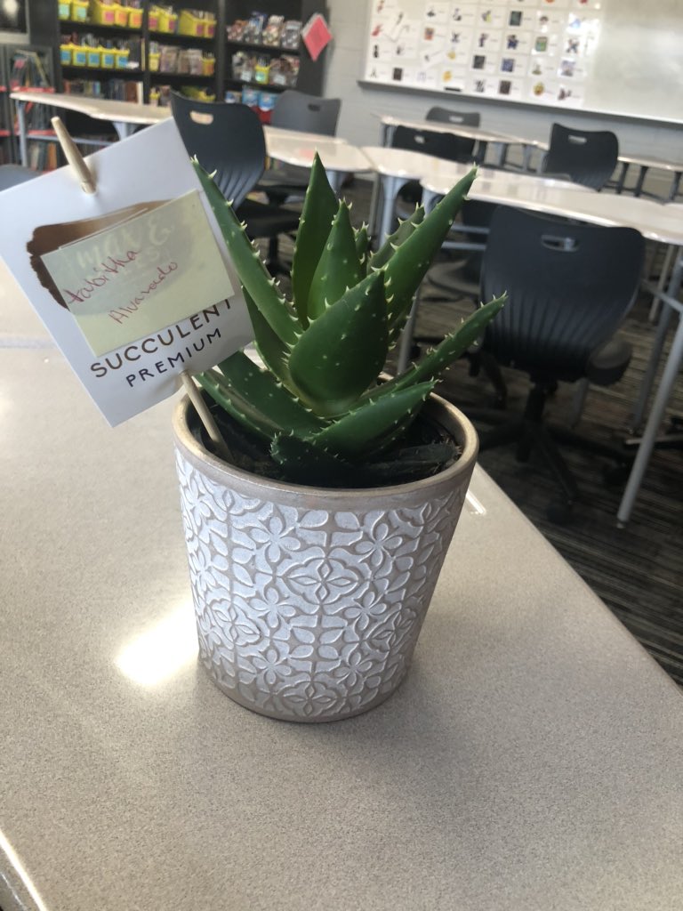 TabFalv's tweet photo. I was so fortunate to win our Black History month for decorating contest! Look at our new class plant. They know me well because I do not have a green thumb and it will be hard to kill this tough beauty! @CyFairREAD180 @calrom22 @feliciahayes03 @CyFairISD @Watkins_CFISD https://t.co/viWbA3DWX5