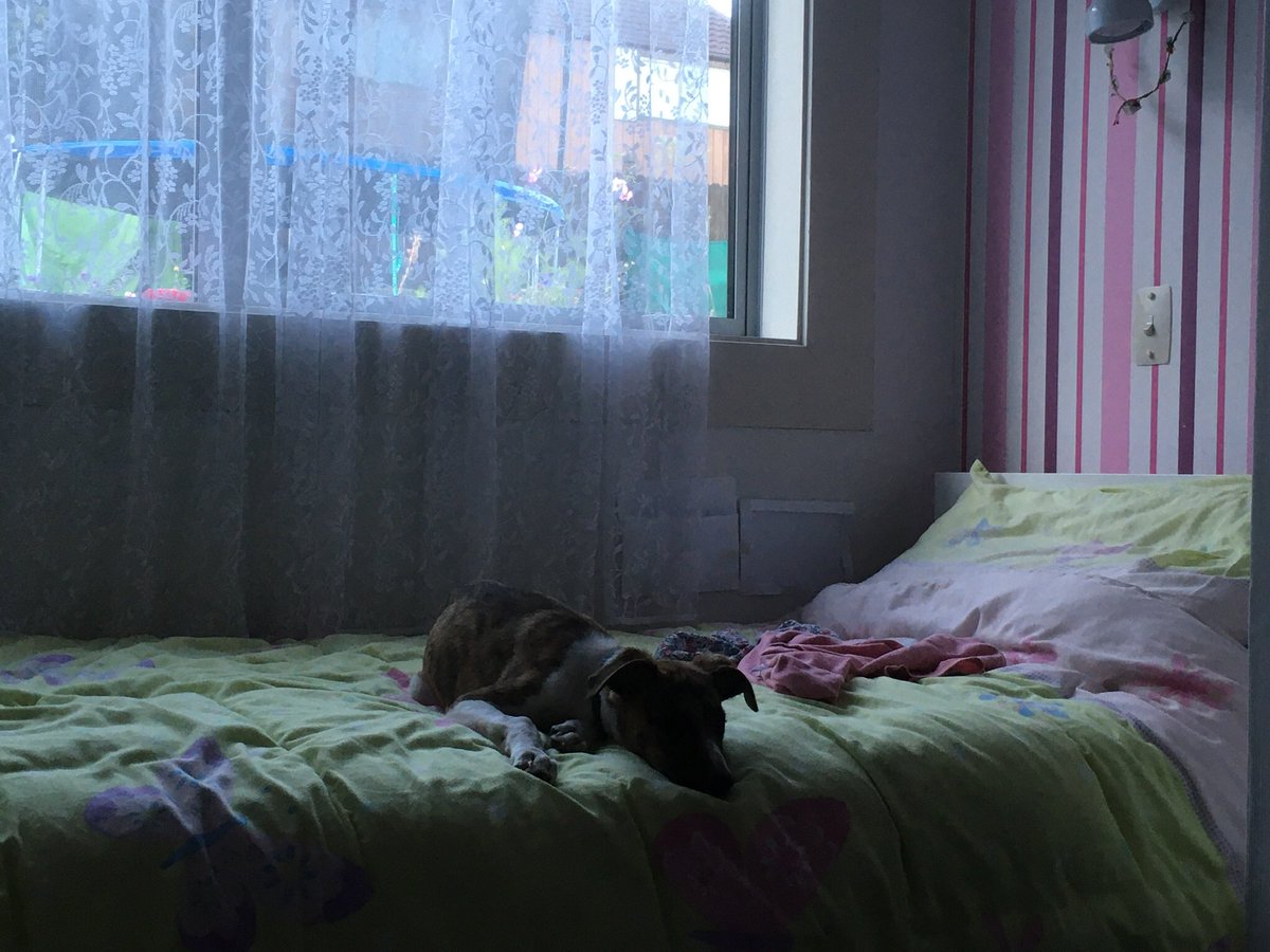 WinnieWhippet's tweet photo. Little Hooman has gone away overnight. I looked and looked for her but I can’t find her so I’m going to wait on her bed until she comes back https://t.co/zrw22fbkgM