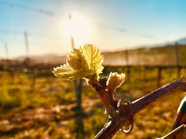 CallawayWinery's tweet image. We have Budbreak! #CallawayWinery #Sangiovese #TemeculaWineCountry #Budbreak #Viticulture