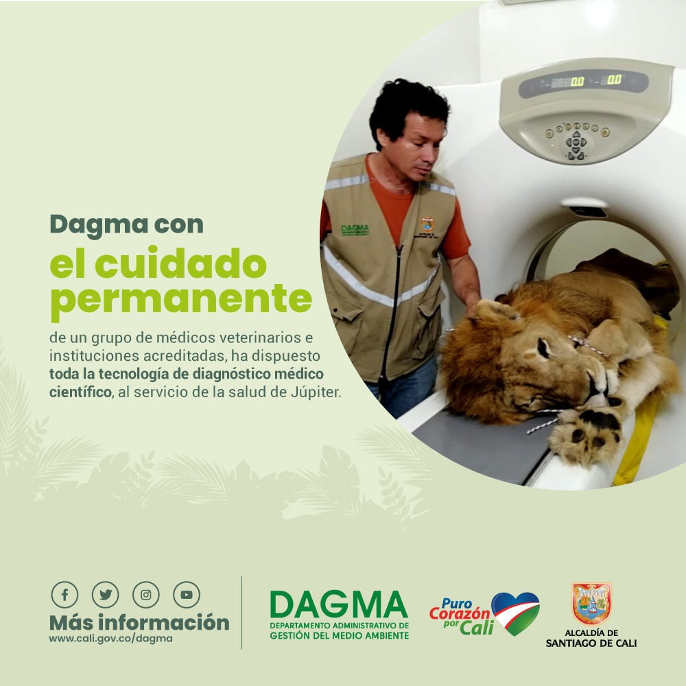 ¡Con amor y experticia, cuidamos a Júpiter! 🦁 Hemos dispuesto toda la tecnología de diagnóstico médico científico para su recuperación. 🐾

Somos #PuroCorazónPorCali 💙❤💚