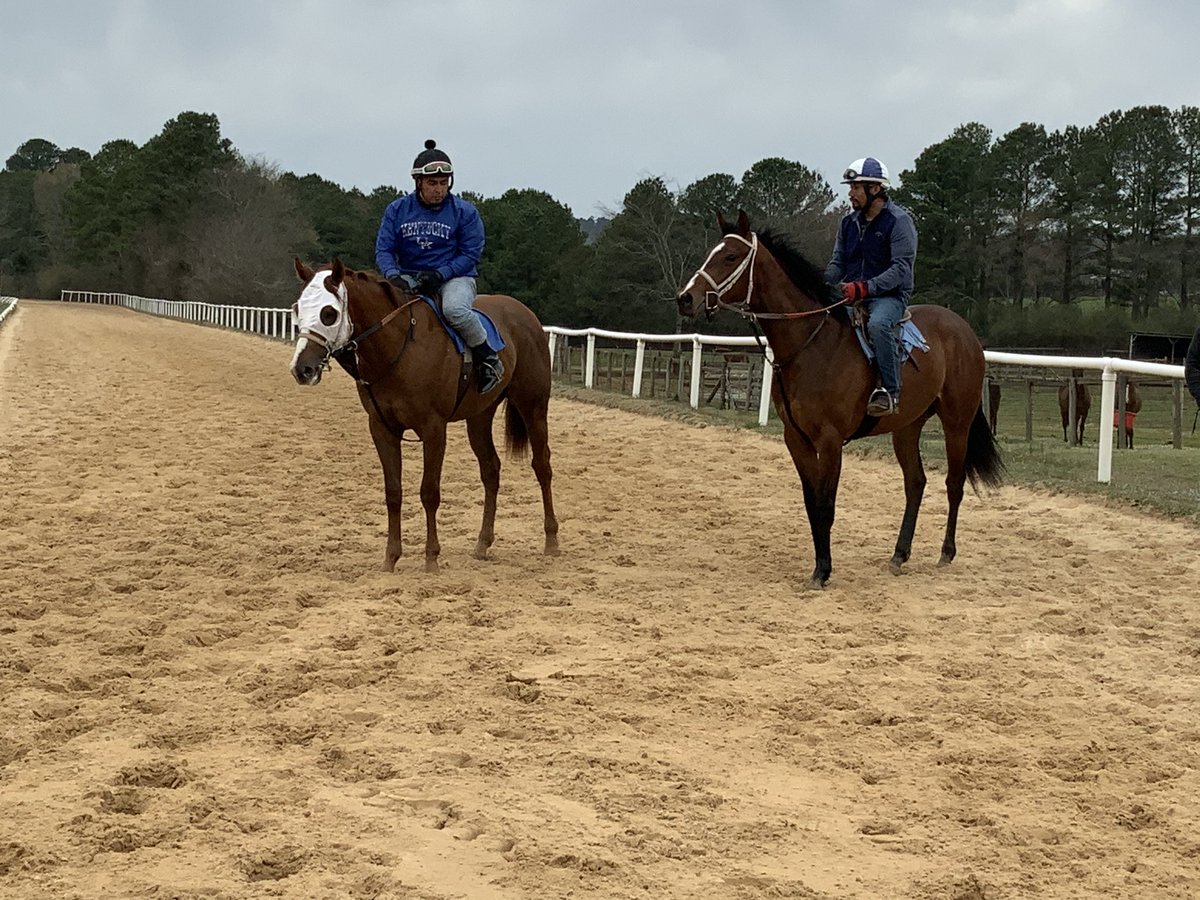 jbark131's tweet photo. Babies after a breeze today in Arkansas, getting ready for @keeneland spring meet #winearly #winoften https://t.co/WQk4qGCGZX