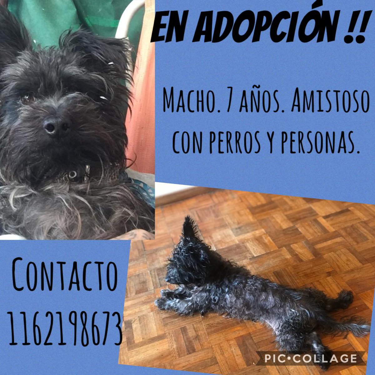 ProyectoHocico's tweet photo. Por favor máxima difusión 
@lizytagliani 
#adopta 
#NoAlMaltratoAnimal https://t.co/bve80rEbQv