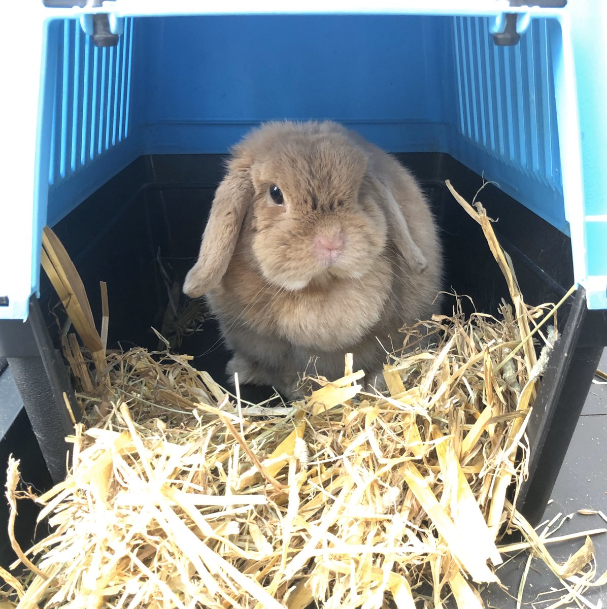 Smarty_Rabbit's tweet photo. I have trashed my den. #SmartyRabbit https://t.co/n4sdj5sa3q
