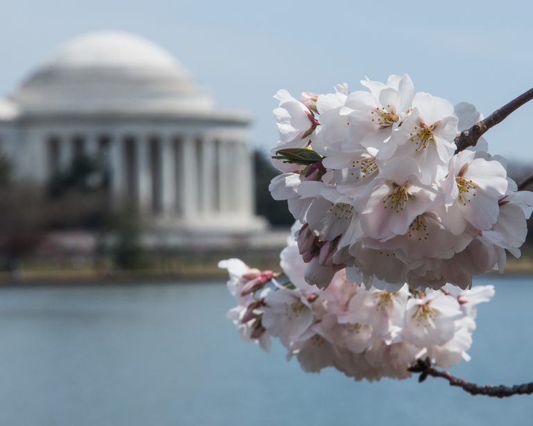 DCist's tweet photo. The cherry blossoms are expected to reach peak bloom at the end of March! 🌸🌸🌸https://t.co/SxYbuUryOR https://t.co/EGA9pwqhl7