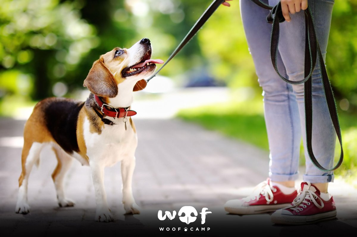 WoofCampMX's tweet photo. 🐕🚶‍♂ Beneficios para tu perrito al momento de un paseo:

🌳 Oler plantas o cualquier cosa le permitirá relajarse

Lamer pipí de otro canino; aunque no lo creas es normal en ellos y en los machos le ayuda a conocer el perímetro

🐶 Antiestrés natural https://t.co/Wt0EgsJe7t