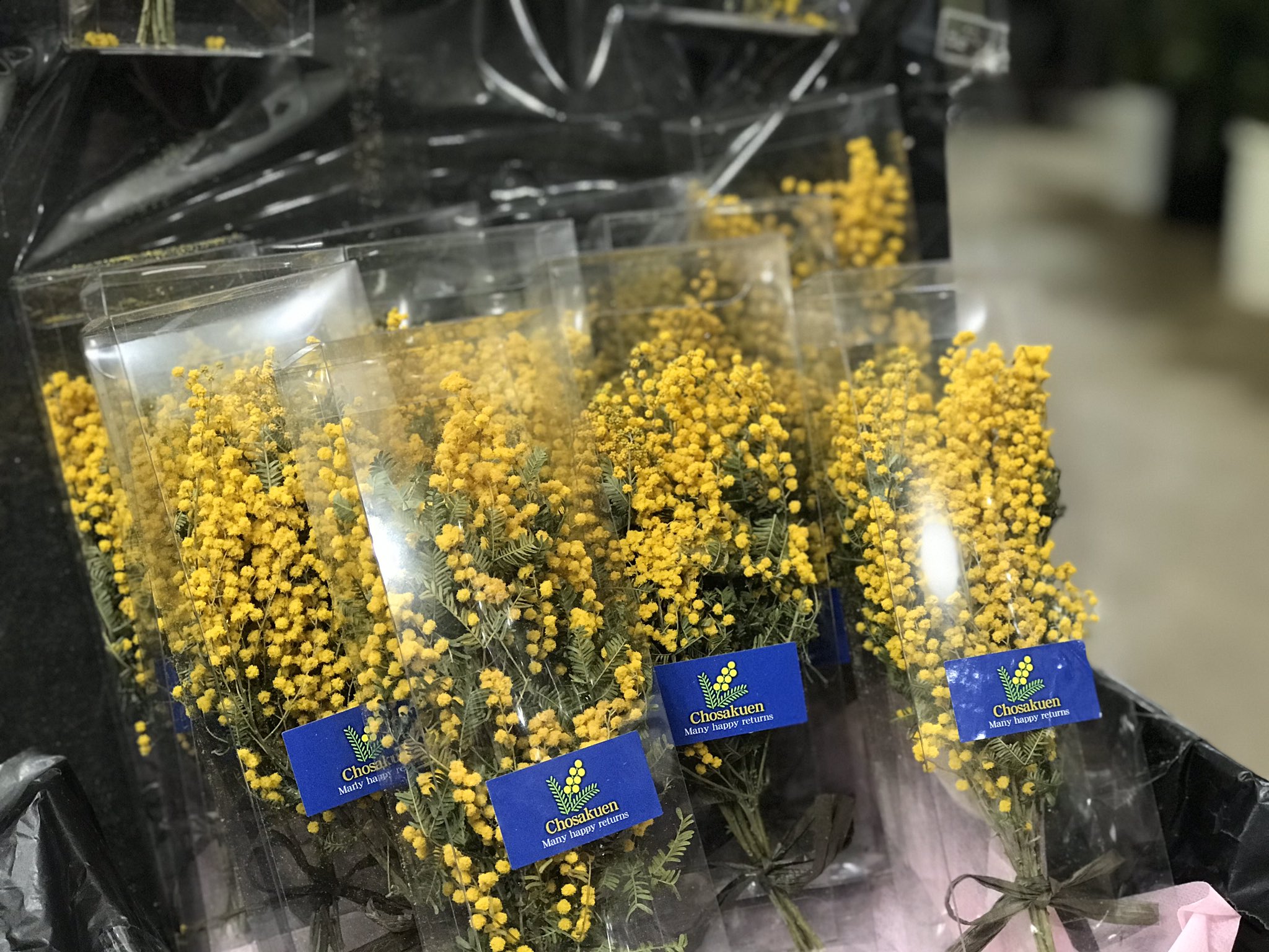 Florist花秀 ミモザドライフラワー入荷しました 今時期人気のミモザ 3 8の ミモザの日 にぜひ 男性から女性へお花を贈るチャンスです その前に完売したらごめんなさい 大田区 蒲田 花屋 花秀 ミモザ ミモザドライ ミモザの日 T