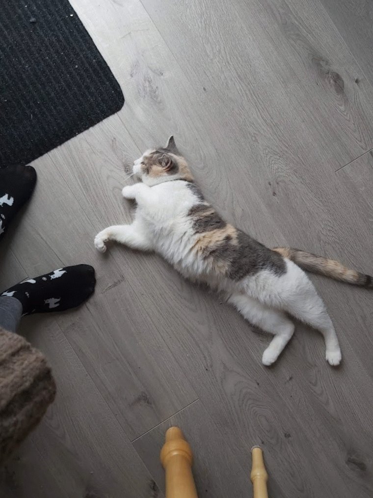 MeghanChipper's tweet photo. Posting this photo of P-Nubz instead of complaining about wanting to be home. #IWishIWasAtHome #StillComplaining https://t.co/e4hpsYjzdi