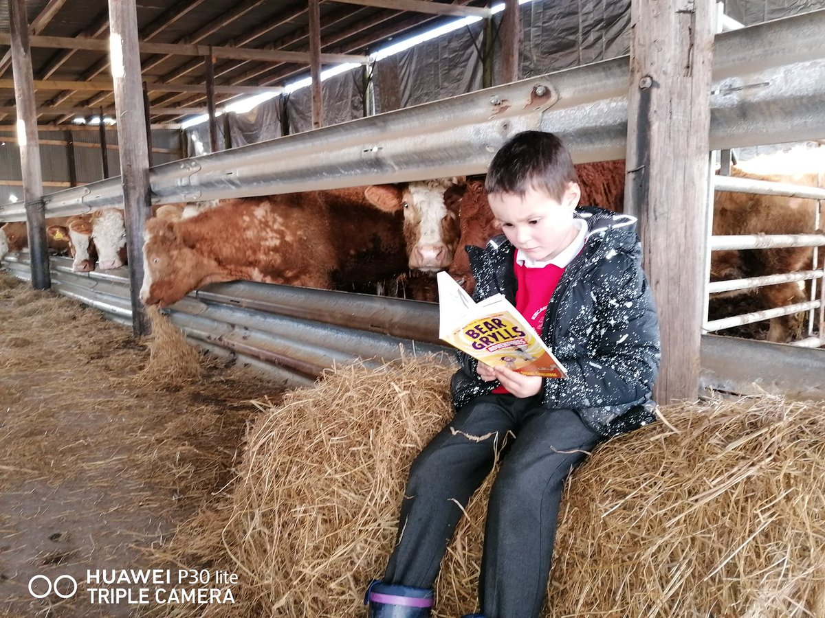 clintonm75's tweet photo. Luke reading to the cows!! 😁 @Kininmps book week challenge #sharingourloveofreading https://t.co/E0wfFMqTFp