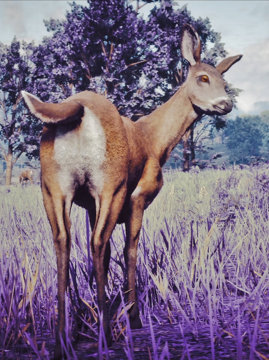 ImmortalisSol's tweet photo. Welcome to Purple Dead Redemption 2 💜
@RockstarGames #reddeadredemption2 #reddead #rdr2 #RDR2Photomode #societyofvirtualphotographers #virtualphotography #gamephotography #gamingphotography #ingamephotography #ps4pro https://t.co/2Yh2sSFt6L