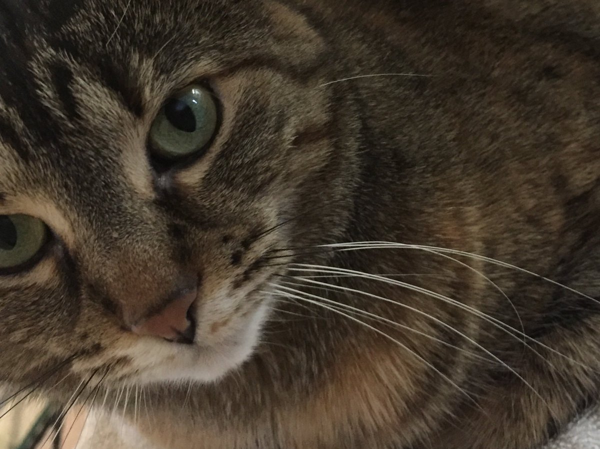 cat_carmela's tweet photo. My name is Carmela. I’m new to Twitter. I hope to make some friends. #CatsOfTwitter https://t.co/q0f5f58hkm