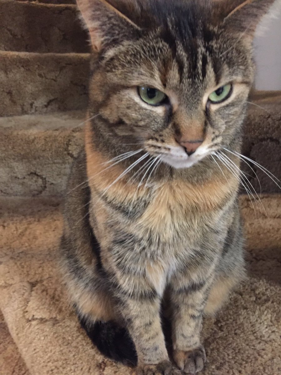 cat_carmela's tweet photo. My name is Carmela. I’m new to Twitter. I hope to make some friends. #CatsOfTwitter https://t.co/q0f5f58hkm