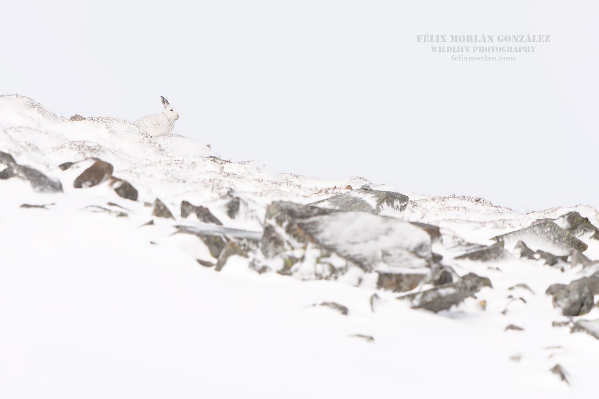 FelixMorlan's tweet photo. Mountain hare environment https://t.co/G1M0ZWxtRq
