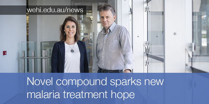 WEHI (Walter and Eliza Hall Institute) tweet media