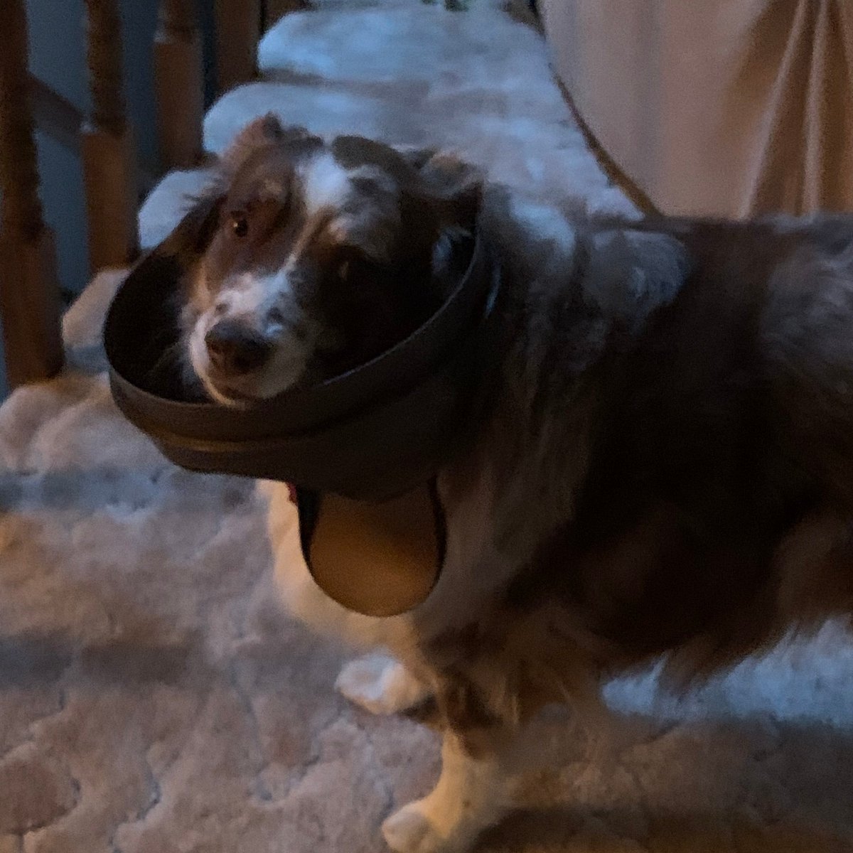 Family dog got sick and got very lethargic.   Put the dog on antibiotics and we were trying to figure out how we would know when the dog would start feeling better.  Last night we got our answer.

#dog #funny #NeverADullMoment