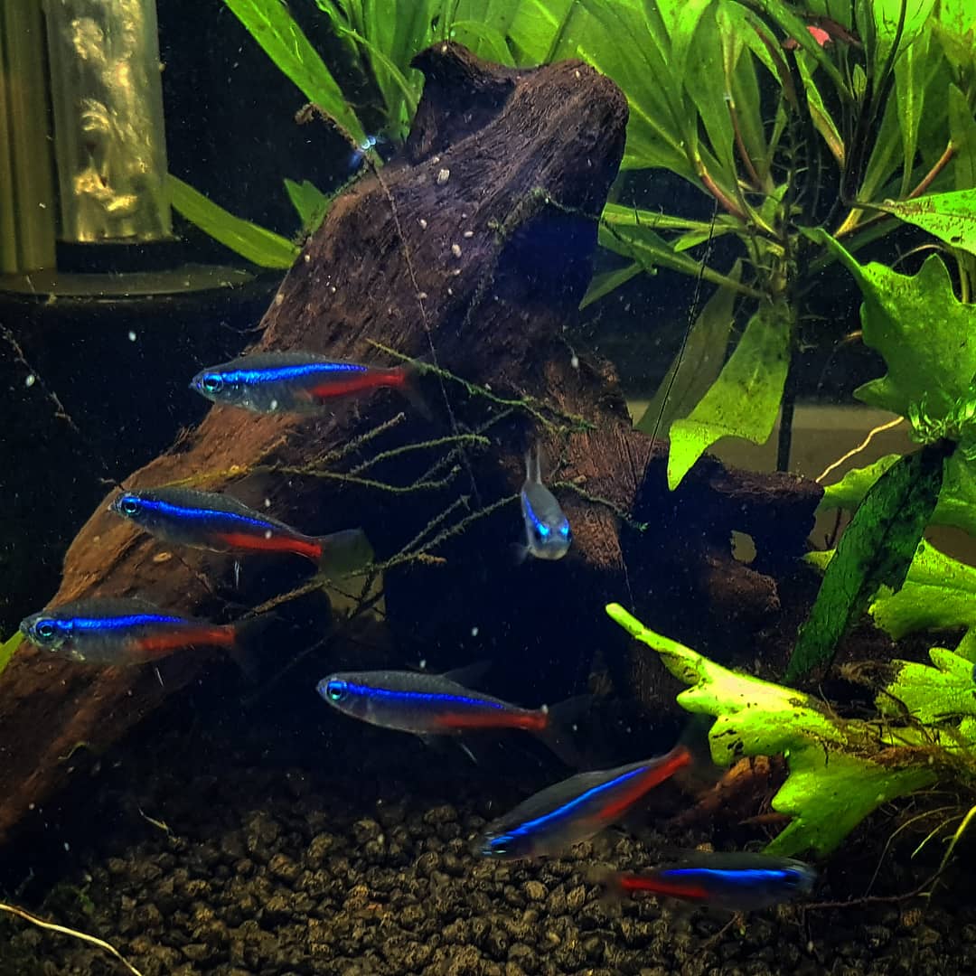 brightfryed's tweet photo. Always hard getting a good photo of these guys. So many people raving about Macro lenses for mobile phones, any suggestions on a good one? 🐟 📸
#neon #neontetra #tetra #fishlife #gouramifish #fish #tannins #aquascape #freshwateraquarium #freshwater #plantedaquarium https://t.co/Vo5M6gYgJ4