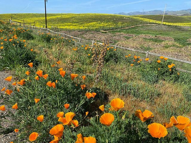 I love this time a year and thankful that I can get out and ride on my lunch hour.  Happy Hump Day!! #slo #sanluisobispo #centralcoast #tri #triathlon #trilife #training #halfironmantraining #centuryridetraining #wattieinkhitsquad2020 #wattiehitsquad2020