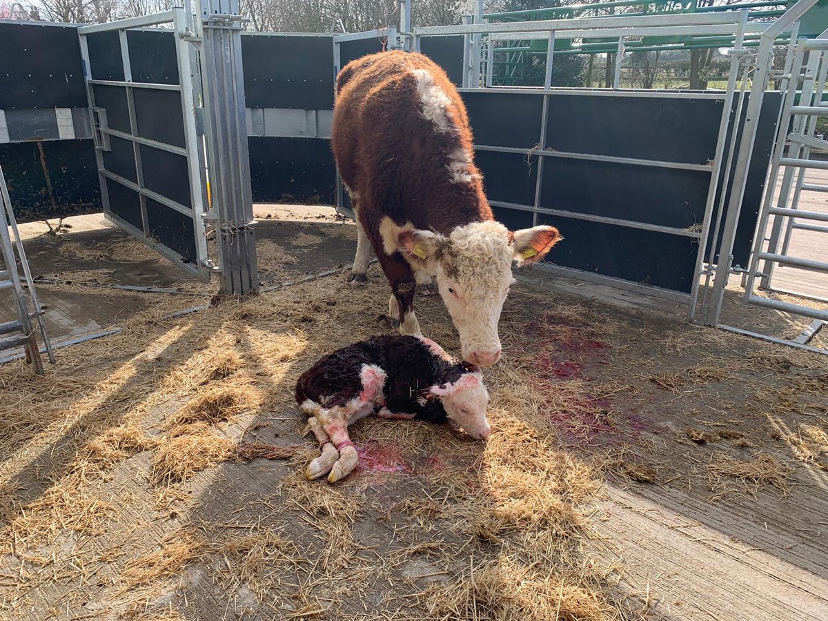1st Spring calf today nice heifer to add to our growing Blossom family, she needed some help as was backwards but all safely delivered. #hicklingblossom8th #herefords