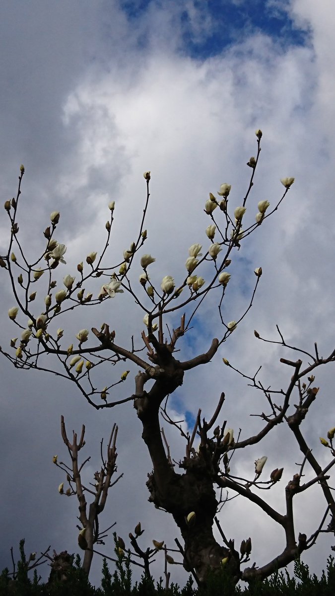 やけに植物に詳しい悟空 お ハクモクレンのつぼみが膨らんでっぞ いよいよ本格的に春だなぁ おっしゃ オラワクワクしてきたぞ 興奮がとまんねぇぞ おっしゃ