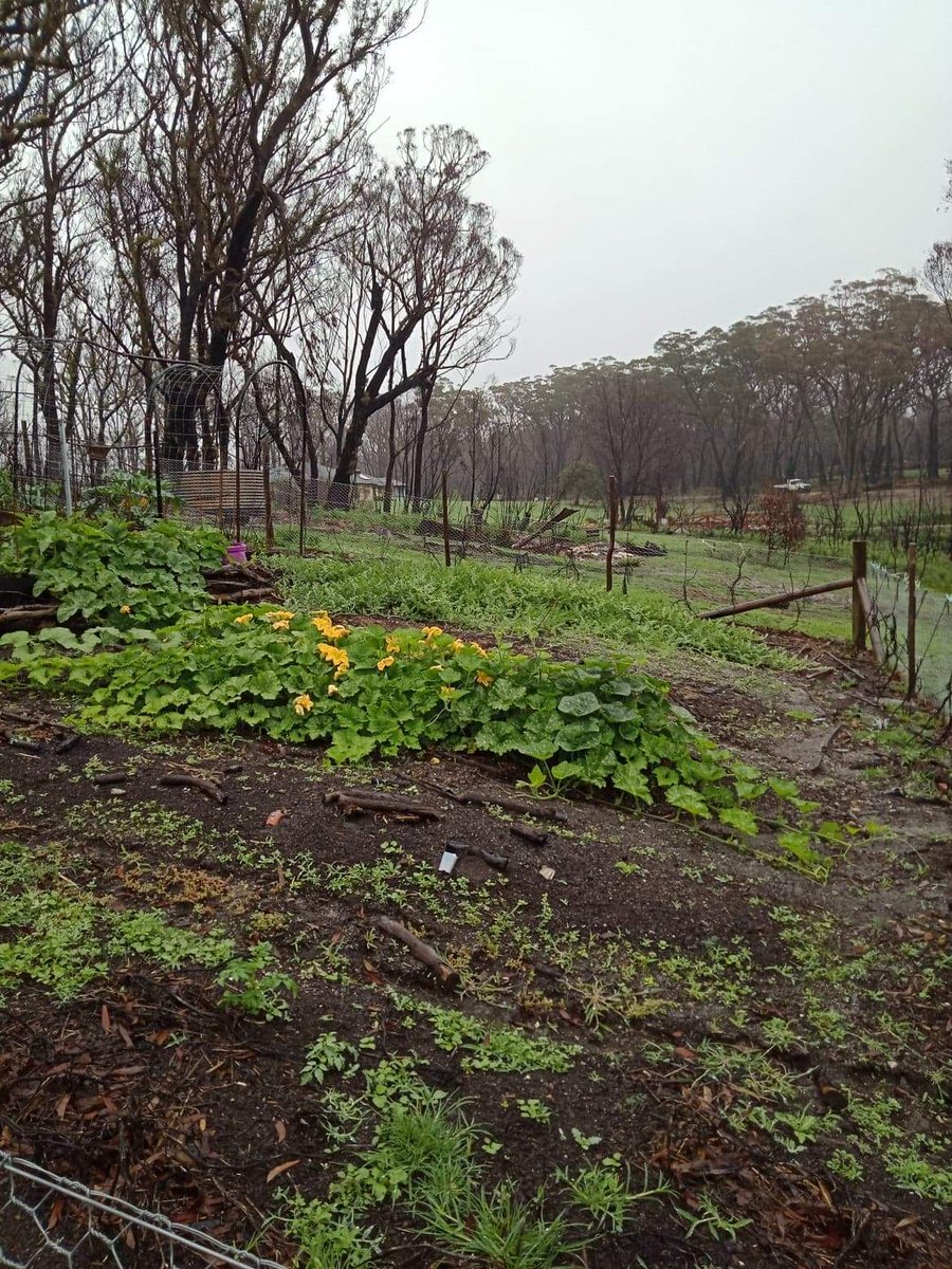 gumnut_case's tweet photo. Exciting couple of days at Little Springs #Wingello! Our #Bushfire destroyed house is finally being removed, so we're one step closer to a blank slate to start over π
Cucurbit zombies are staying of course, I might get a pumpkin out of this garden yet! https://t.co/sQVZiOq0zq