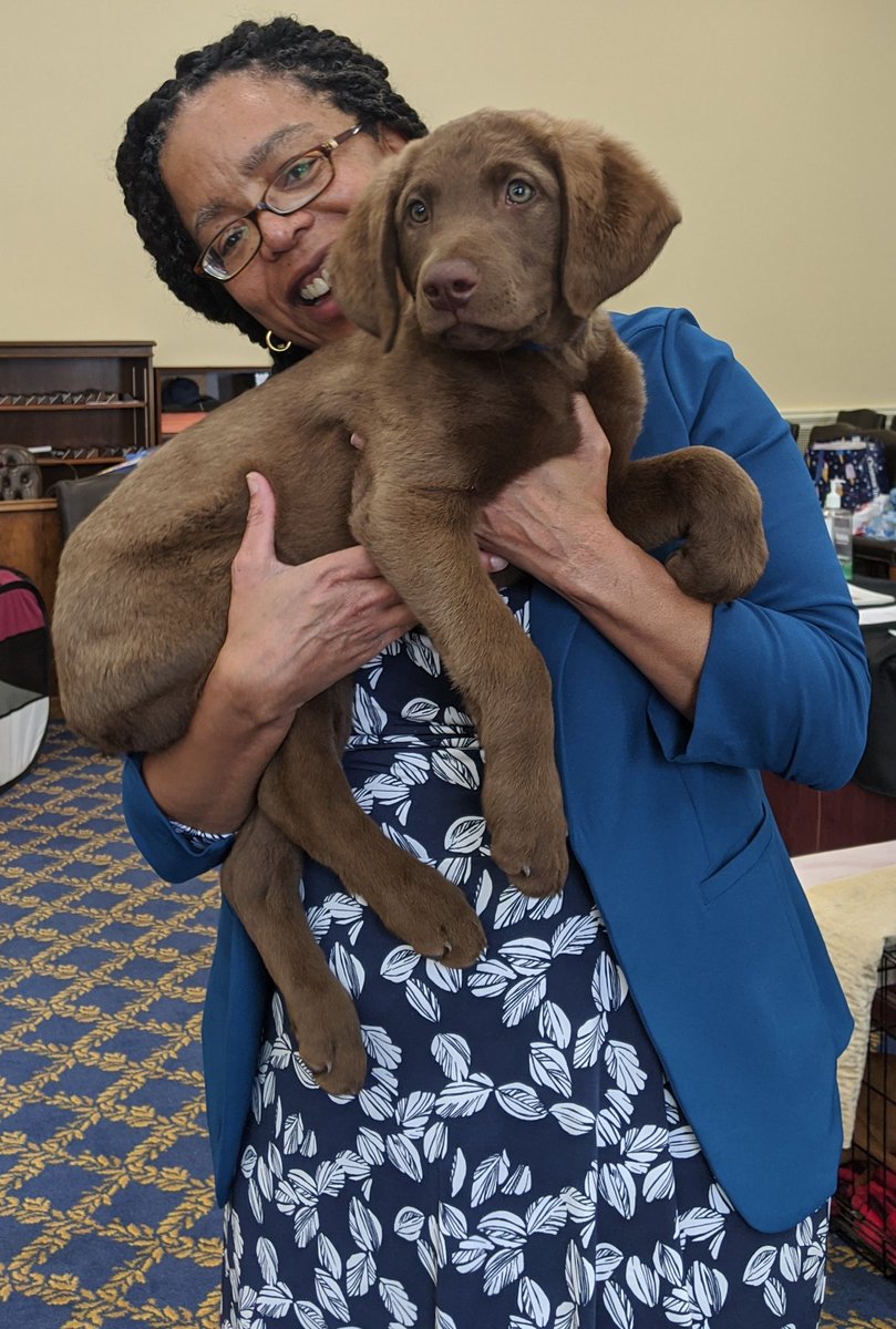 RobbynLewis46th's tweet image. Today the American Kennel Club held it's annual Canines in the Capital Day! Running from floor to Committee I made a point to stop by and meet all the good bois &amp;amp; girls. ♥️🐕🐾 @akcdoglovers #Cuddles4MD #MDGA2020