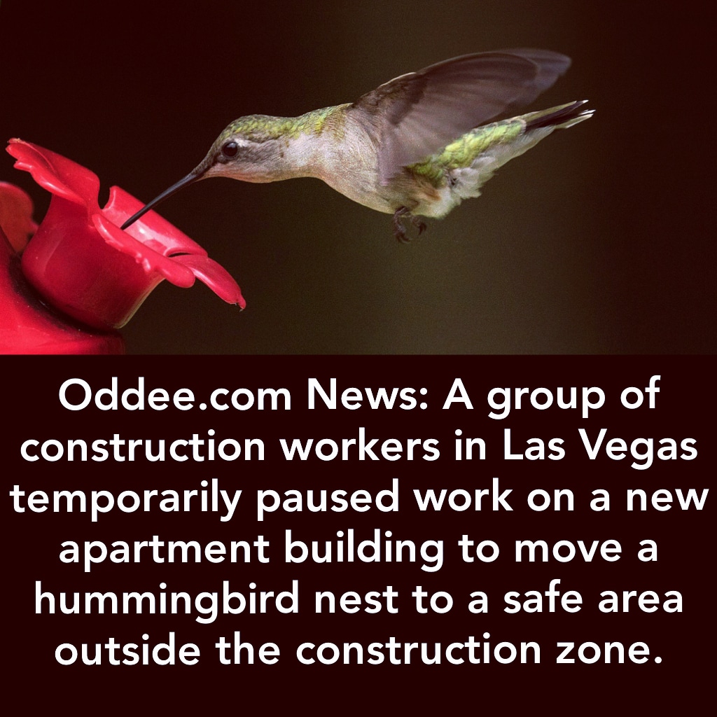 OddeeBlog's tweet photo. It wasn't just an excuse to #getoutofwork. The #hummingbirdnest was built on a pipe in an area would be filled with #toxicfumes that would have killed the #hatchlings. So the workers saved the #animals lives.
For more #heartwarming news like this, visit https://t.co/0YcZ1yHwdr. https://t.co/E6OvBjGoTj