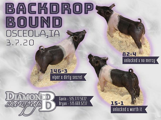 Diamondbshowpig's tweet photo. We're digging' these crosses that are headed to the Backdrop Bound Pig Sale &amp; Futurity! Sale starts at 7pm, this Saturday in Osceola, IA. 
Get ahold of Gavin or Bryan if you're interested in checking them out before hand! https://t.co/Yomn3QzRFj https://t.co/WUj9MzRQQ3