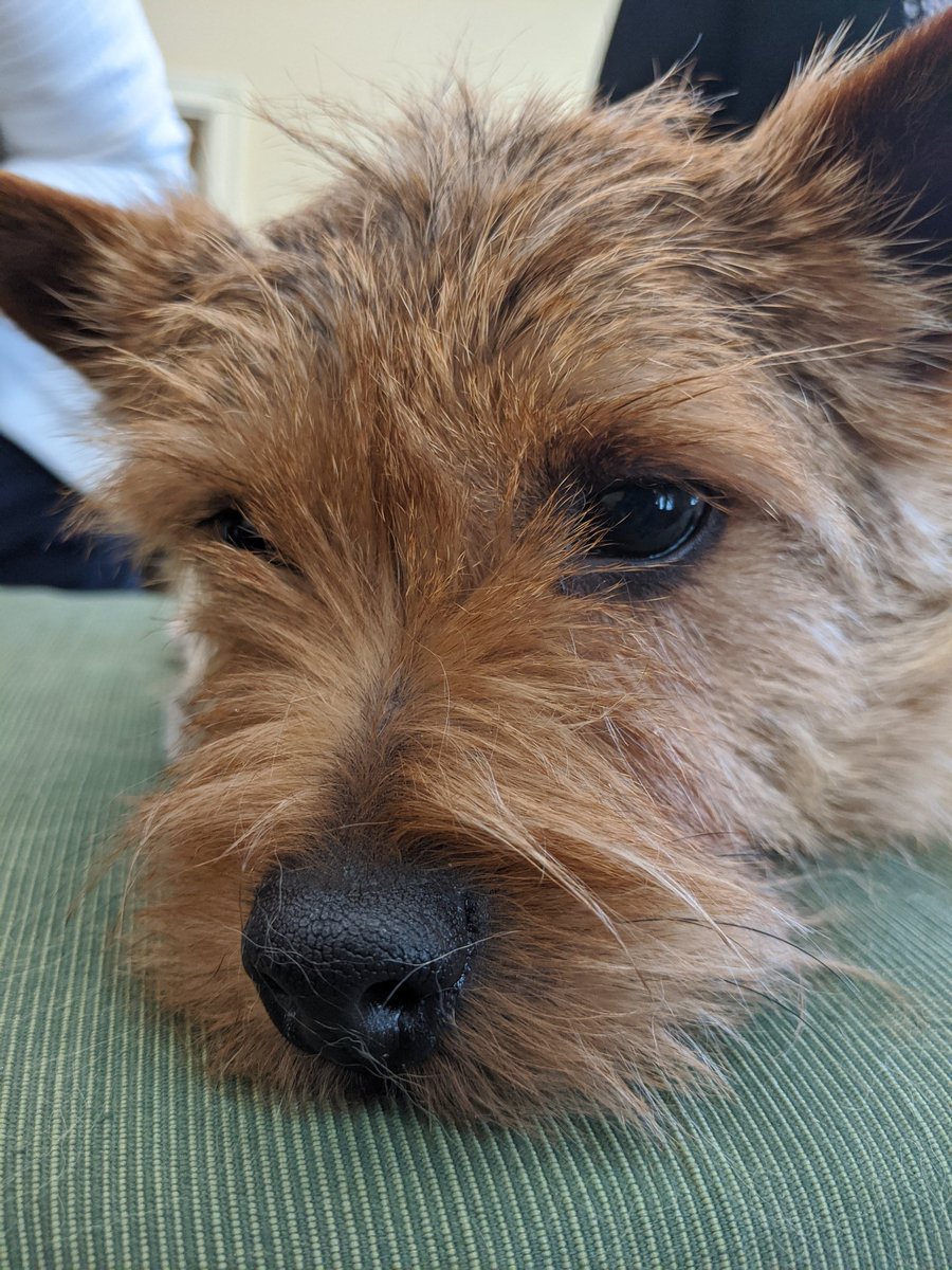 RobbynLewis46th's tweet image. Today the American Kennel Club held it's annual Canines in the Capital Day! Running from floor to Committee I made a point to stop by and meet all the good bois &amp;amp; girls. ♥️🐕🐾 @akcdoglovers #Cuddles4MD #MDGA2020