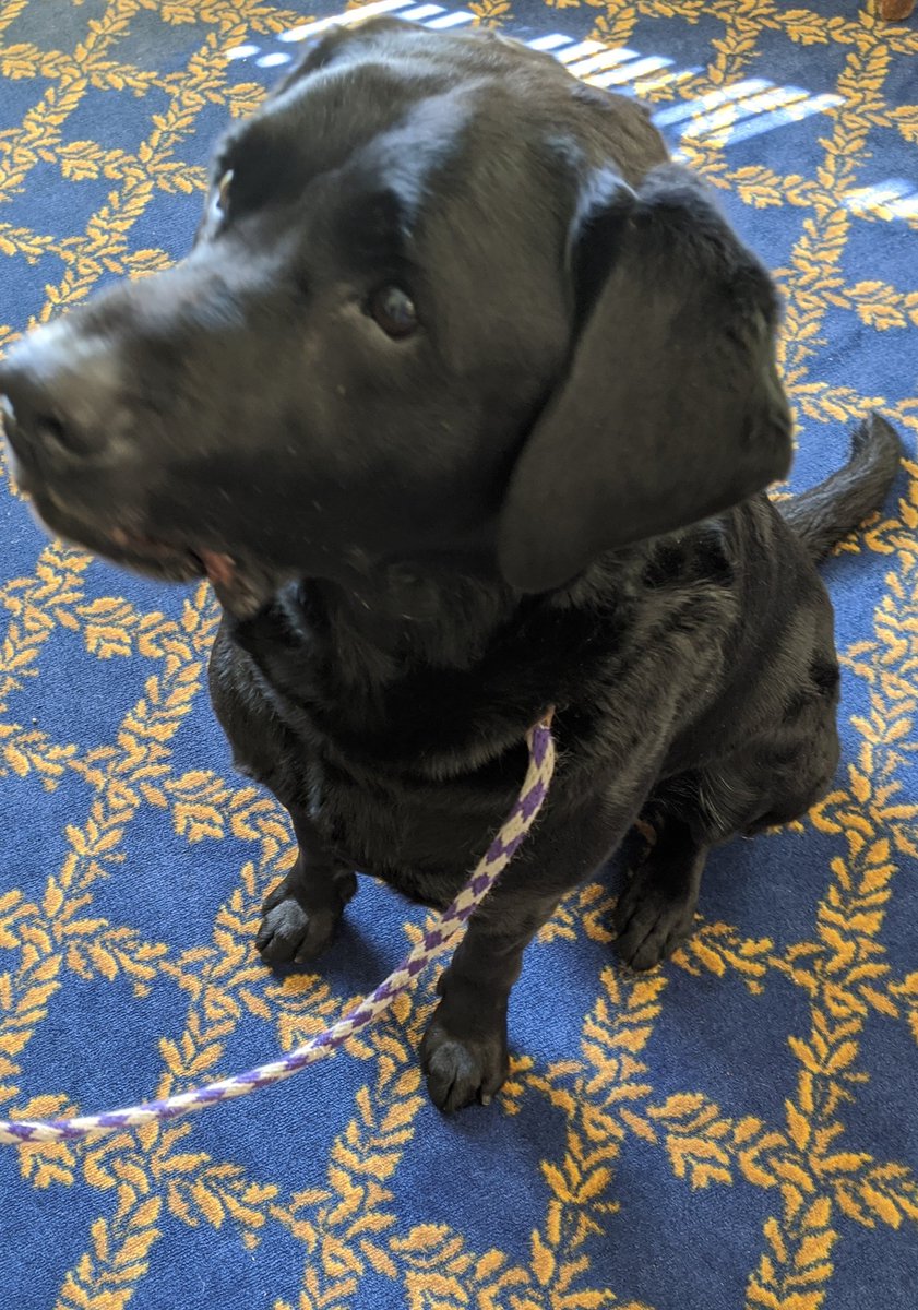 RobbynLewis46th's tweet image. Today the American Kennel Club held it's annual Canines in the Capital Day! Running from floor to Committee I made a point to stop by and meet all the good bois &amp;amp; girls. ♥️🐕🐾 @akcdoglovers #Cuddles4MD #MDGA2020
