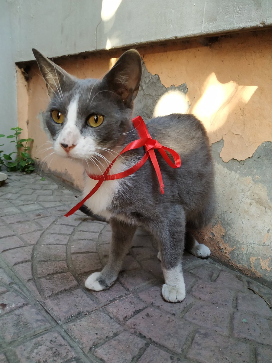 clubgaterogrupo's tweet photo. Este guapo gatito tiene aprox. 5-6 meses y busca un hogar. Se encuentra vacunado y desparasitado, en la comuna de Quilicura y el contacto de adopcion es al  +56978990148 y 936114072. https://t.co/mWKqjyHQ0p