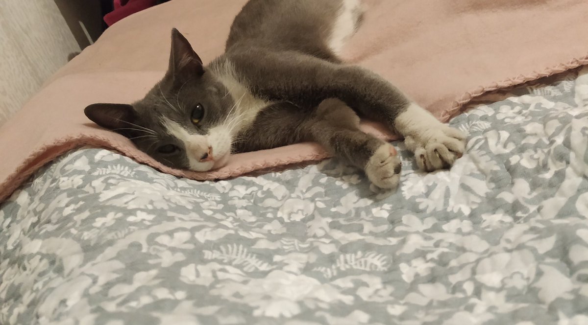 clubgaterogrupo's tweet photo. Este guapo gatito tiene aprox. 5-6 meses y busca un hogar. Se encuentra vacunado y desparasitado, en la comuna de Quilicura y el contacto de adopcion es al  +56978990148 y 936114072. https://t.co/mWKqjyHQ0p