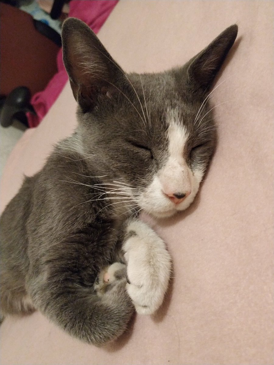 clubgaterogrupo's tweet photo. Este guapo gatito tiene aprox. 5-6 meses y busca un hogar. Se encuentra vacunado y desparasitado, en la comuna de Quilicura y el contacto de adopcion es al  +56978990148 y 936114072. https://t.co/mWKqjyHQ0p