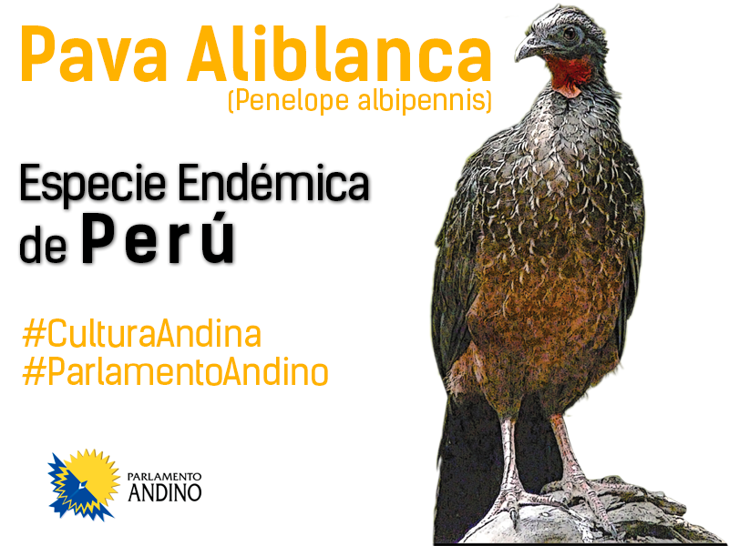 Parlandino's tweet photo. #CulturaAndina Esta ave exclusiva de los manglares de Tumbes (#Perú) fue descubierta para la comunidad científica el año de 1877. Durante mucho tiempo, se hicieron intentos por encontrar este espécimen sin éxito; la consideraron extinta hasta 1977 cuando fue nuevamente encontrada https://t.co/hx3jAraUEm