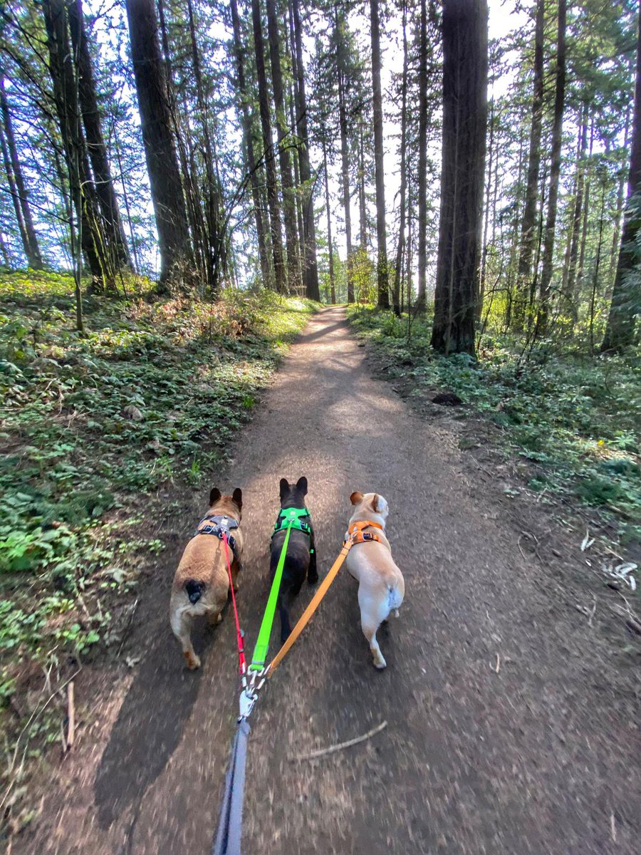 _TailsAndTrails's tweet photo. Hoyt! @HoytArboretum
•
•
•
#Frenchies #frenchbulldogs #frenchiesoftwitter #frenchglamour #frenchbulldogsoftwitter #washingtonpark #NikeDogs #dogwalking #teamTnT #pdx https://t.co/xxzNY2TeoM