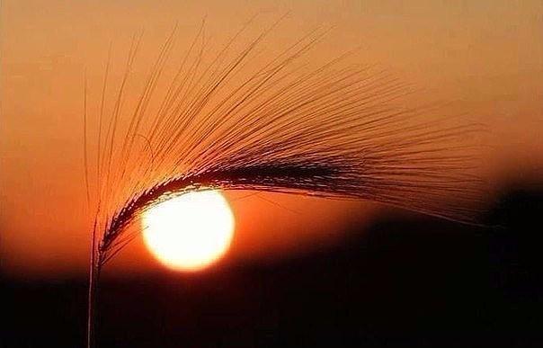 صباح الخير 🌸🌹🌸