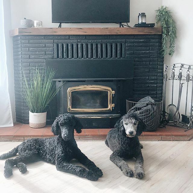 TheMayesTeam's tweet photo. pupdate! these two are about twice the size of when we first got them and 6 months old!

Milo (on the left) is already taller than his sister but is the most chill...he hardly even barks and acts more like a cat 🤣 for real!

Mia (on the right) is getting lighter and lighter.… https://t.co/pTIN0H8AFd