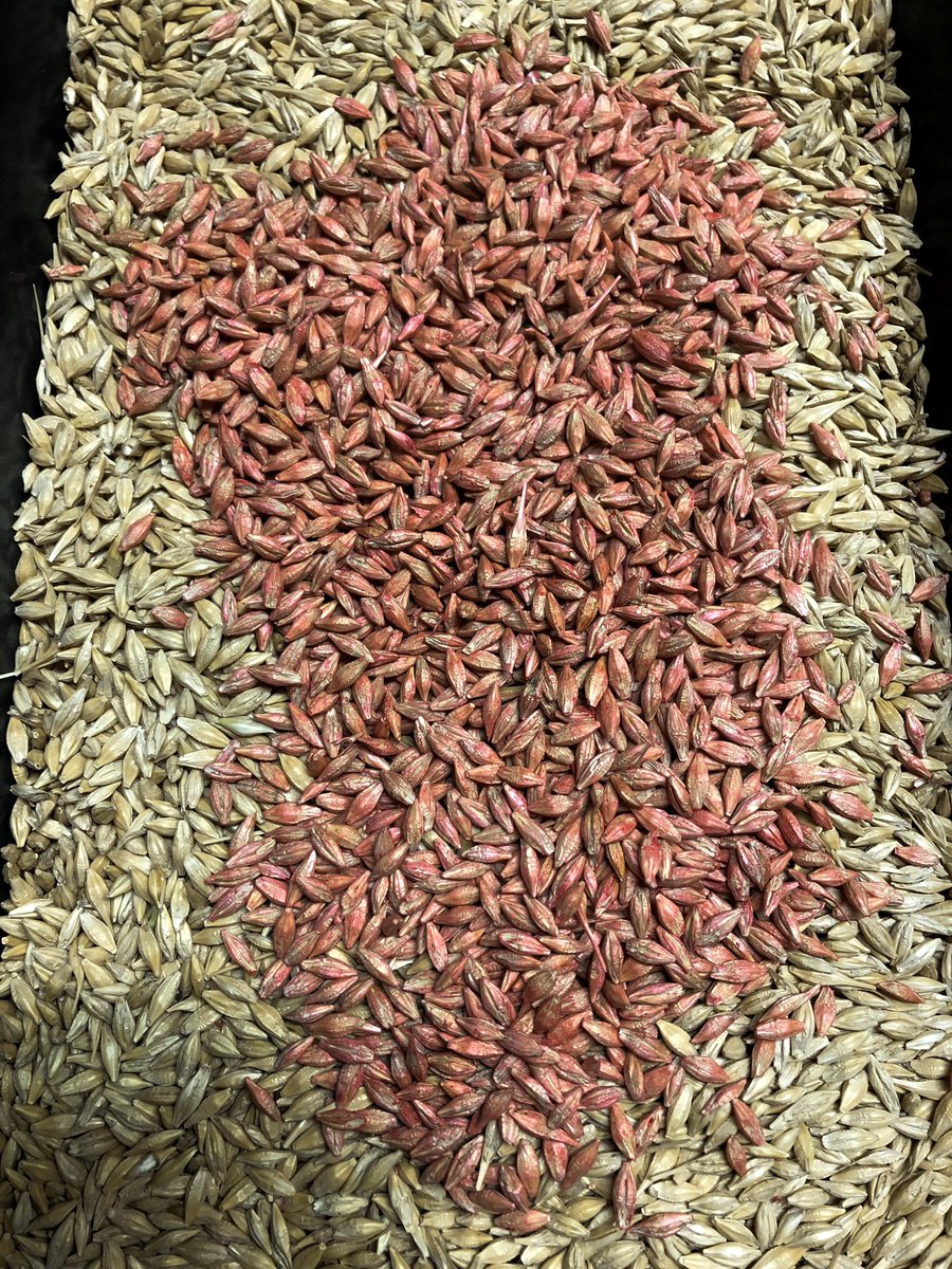 That time of year, make sure your not throwing money out the window when seed treating. To heavy applied wasting money, not enough applied mid as well save your money. Our USC treater applys at right rate while making sure the product is dry going into your truck #plant20