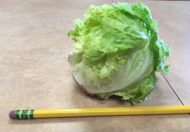 deangeloscience's tweet photo. The tiniest, cutest, brightest lettuce. From the Desert Ridge Academy garden #DRAleadstheway @DesertSandsUSD @RCOE https://t.co/4O3NjbLCdg