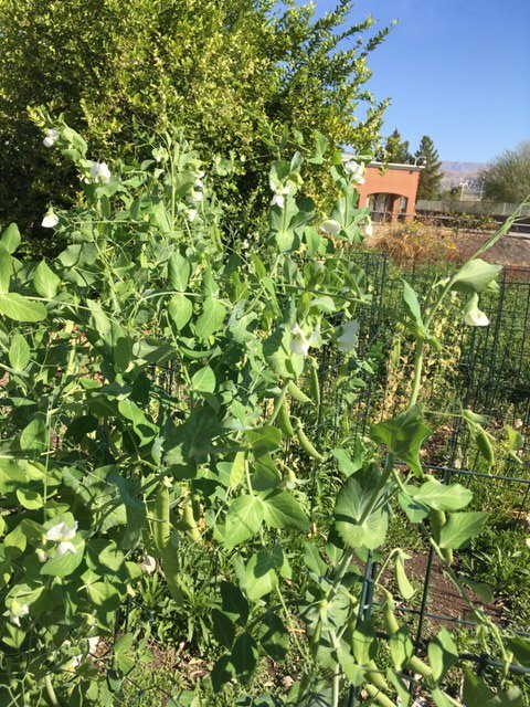 deangeloscience's tweet photo. We've been harvesting like MAD here at Desert Ridge Academy, sharing purple kale, swiss chard, peas &amp; tomatoes with students and staff. 
#DRAleadstheway @DesertSandsUSD @RCOE https://t.co/4ehlowgtOK