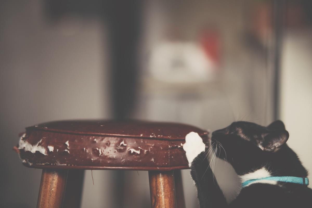 SoleFlops's tweet photo. How Can I Stop My #Cat From Scratching My Couch? Top 5 Tips And Tricks To Stop Your Cat From Destroying Your Furniture - https://t.co/n8Dv3Gn5es

#CatsOnTwitter #CatParent #CatOwner https://t.co/m7GNpHUDY3
