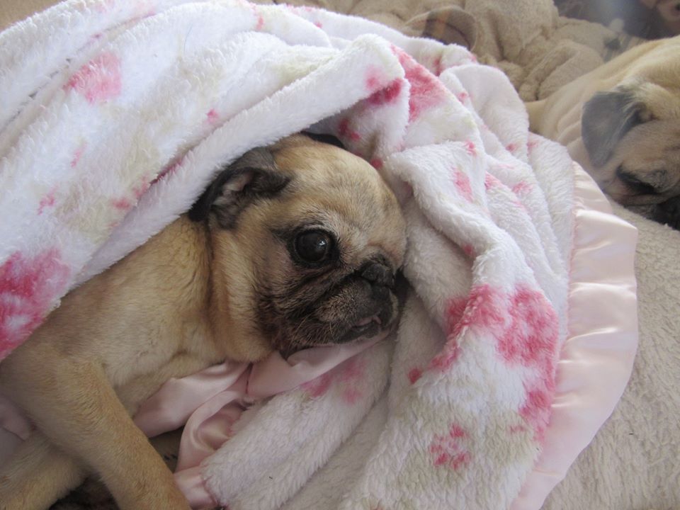 MilwPugFest's tweet photo. The Rainbow Bridge gained another pug angel, sweet little Tater Tot who won so many hearts with her beauty and charm. We will never forget you, little girl... and hugs to foster mom @piggiepugs on her loss #pugrescue #seniorpugs #rainbowbridge https://t.co/H4pGrlqe2N https://t.co/FeZrwKoagy