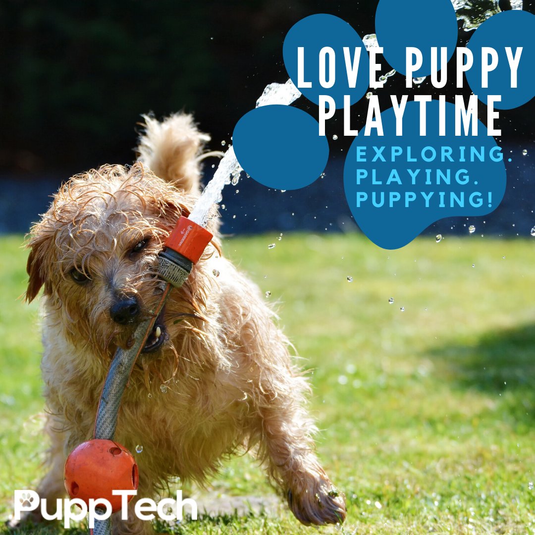 PuppTech's tweet image. Getting out and exploring with your puppy helps them stay healthy and happy. And can help to spare your trash can from getting tipped over 3 times a day due to restless puppy mode! 

#Dog #DogsOfInstagram #Puppy#Dogs #Pet #InstaDog #Dogstagram #Petstagram #pupptech #puppcomm