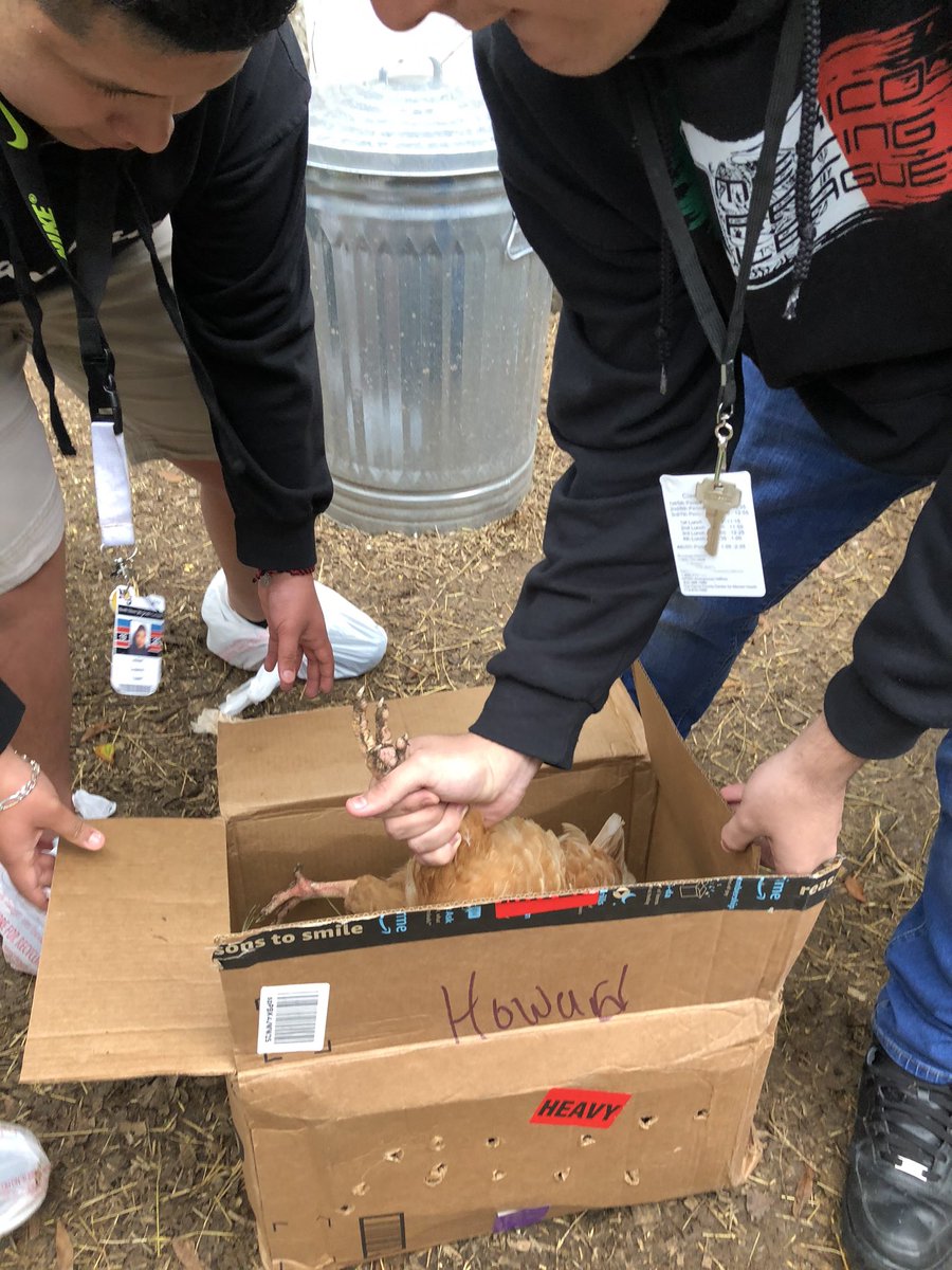 northshoreffa's tweet photo. All hands on deck during 4th Period Principles of Ag Class. As another chicken finds a new home and leaves the campus at NS9. #teamworkmakesthedreamwork @GalenaParkCTE https://t.co/lrAIjwB9XD
